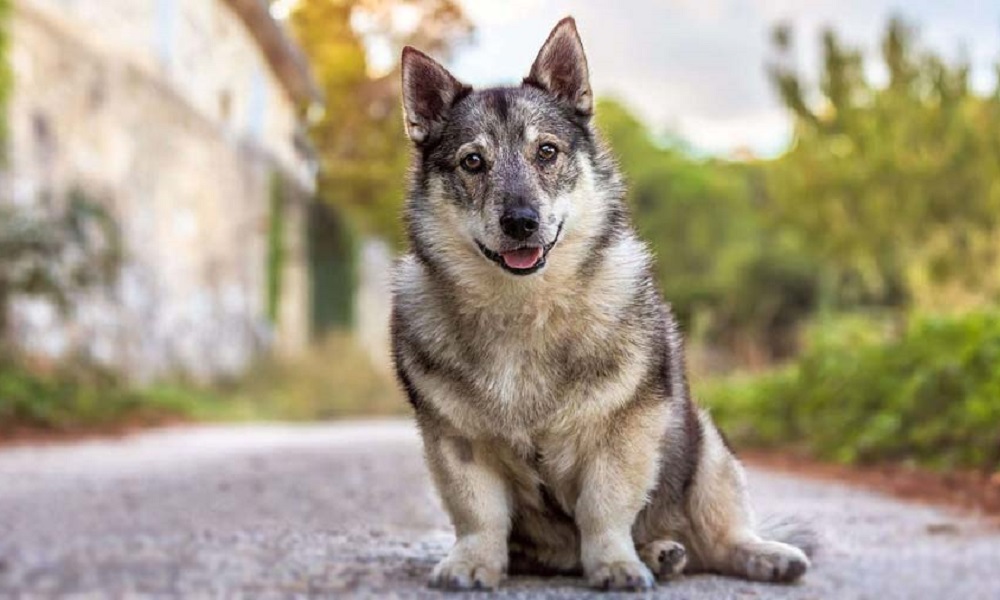 Female Swedish Dog Names