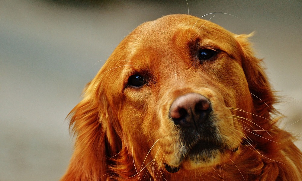 Golden and Reddish Brown Dog Names