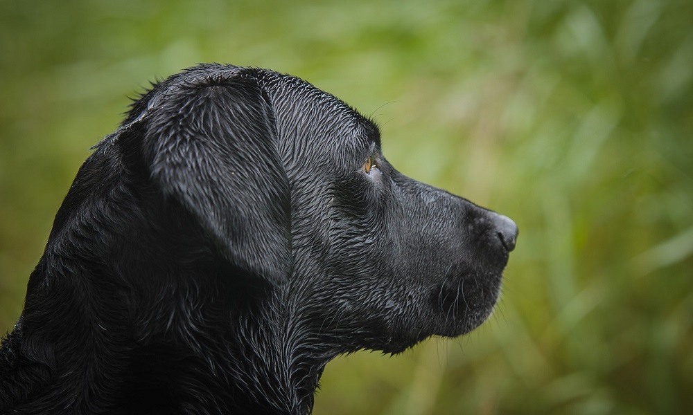 Hunting Labrador Dog Names