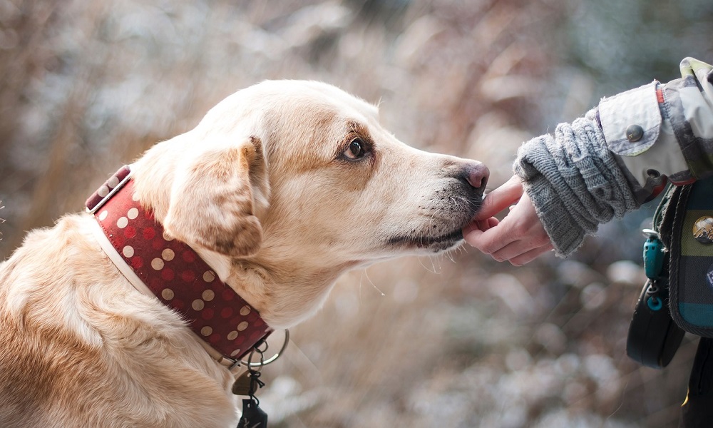 Labrador Dog Names