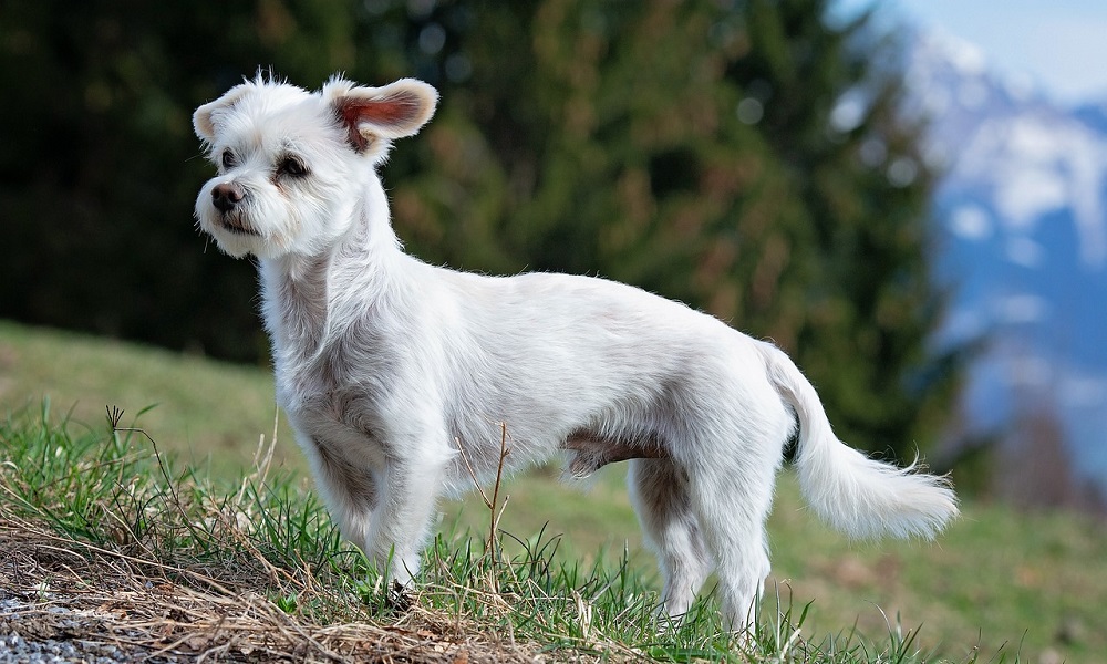 Male White Dog Names