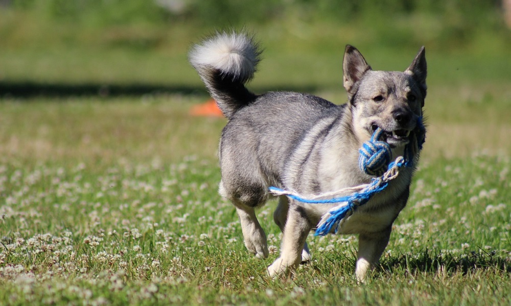 Most Popular Swedish Dog Names