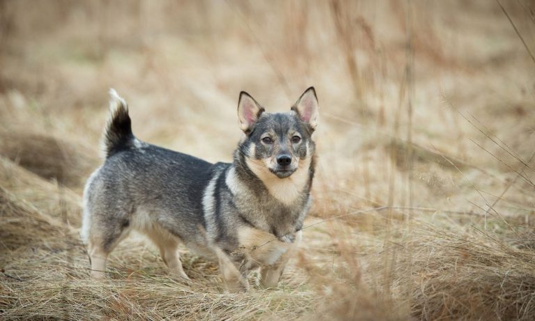 Swedish Dog Names: Ideas for Sweet Dogs