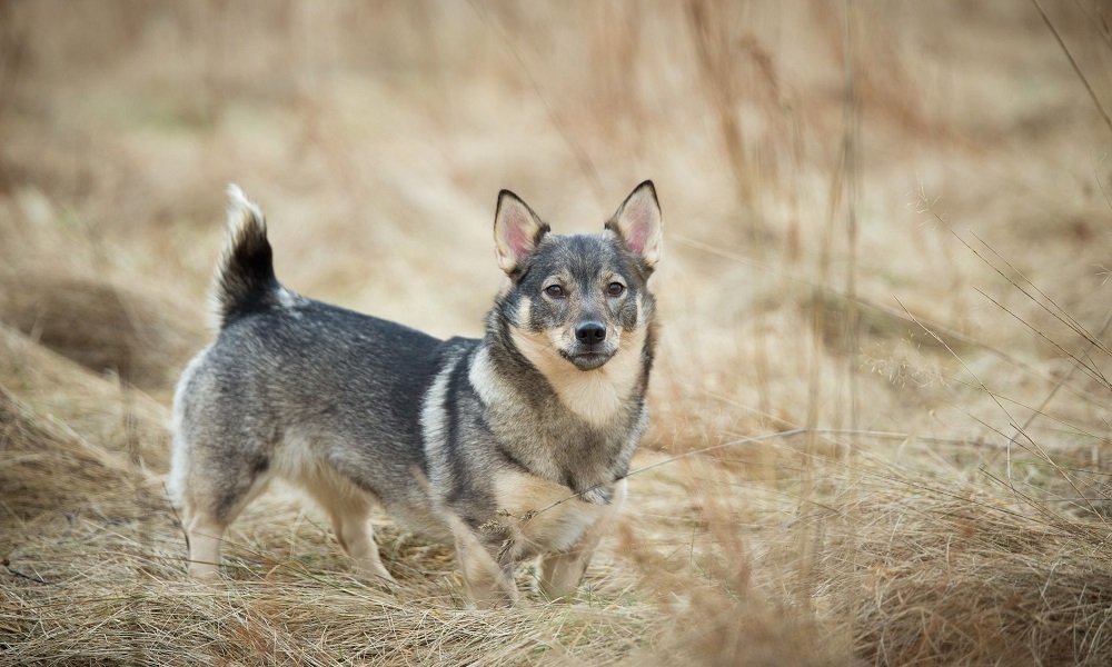 Swedish Dog Names