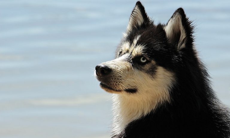 Unique Dog Names: 350+ Perfect Ideas Your Pup