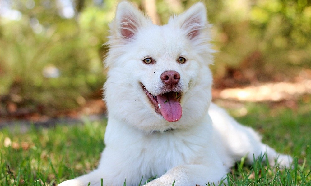 White Big Dog Names