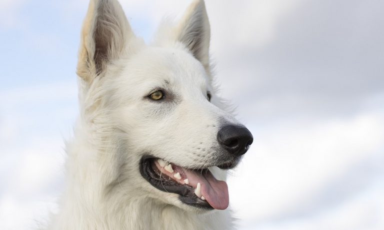 White Dog Names [150+ Updated Amazing List]