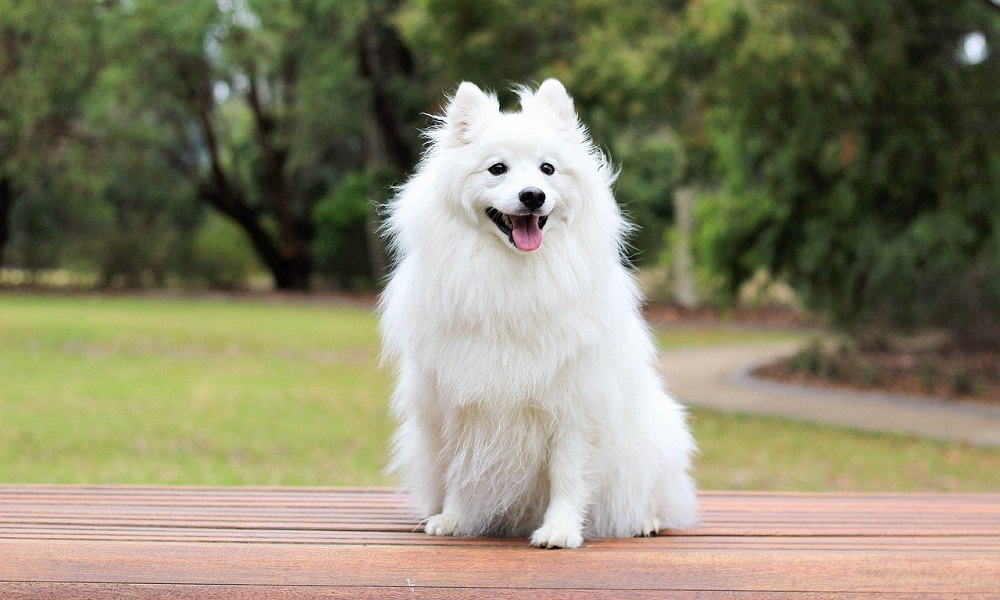 White Dog Names Based on Other Languages