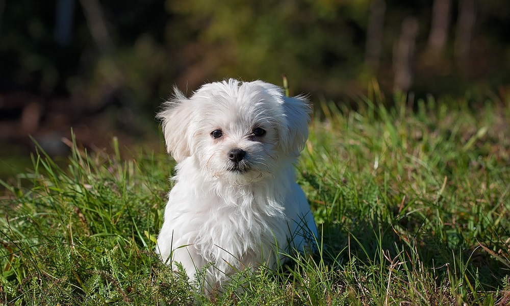 White Dog Names Through Weather and Nature