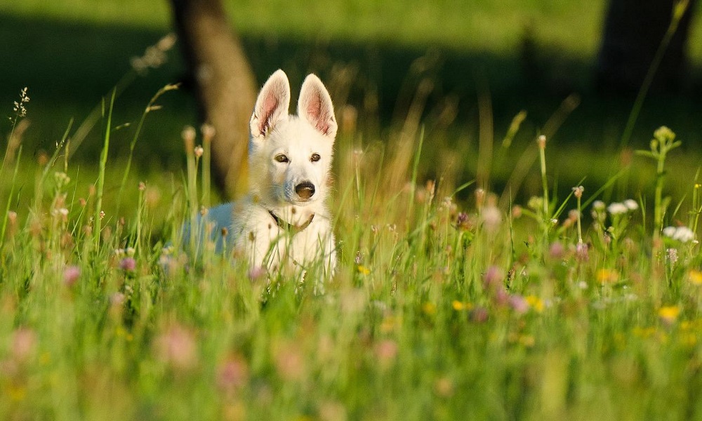 White Dog Names Covered by Flowers