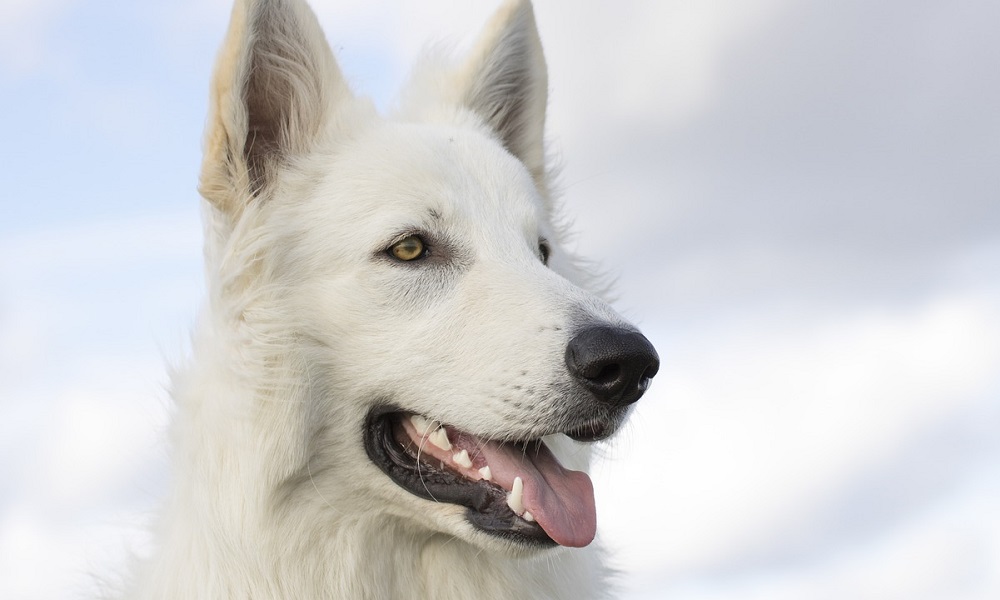 Best White Dog Names