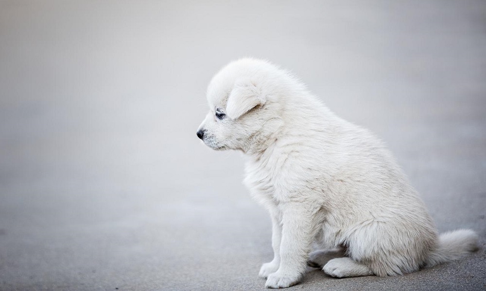 White Small Dog Names