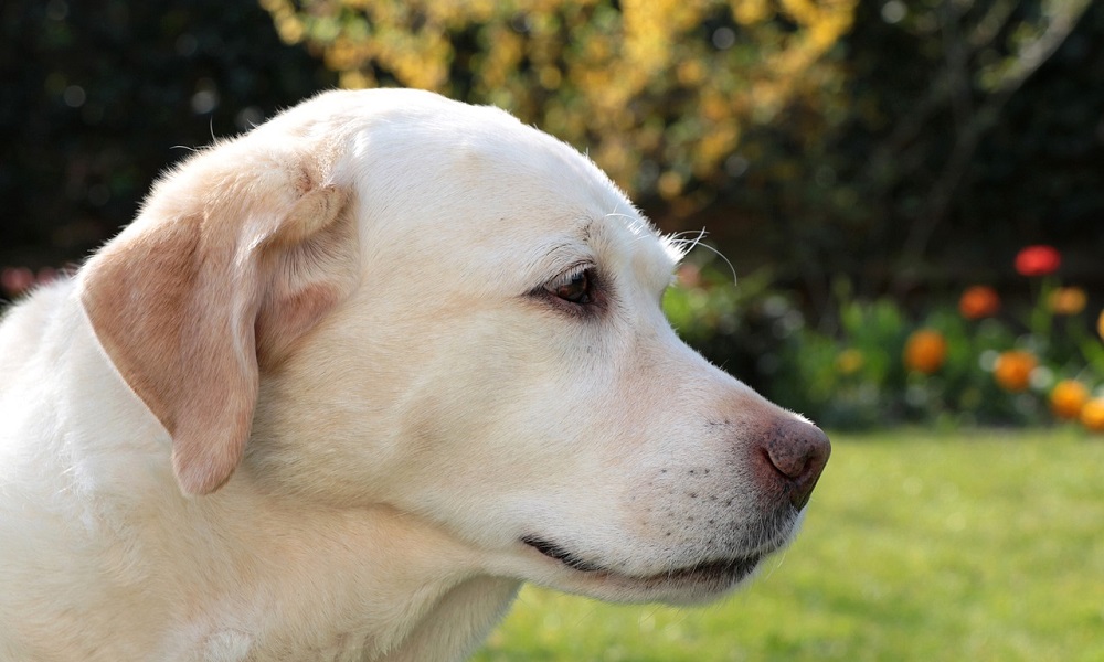 Yellow Labrador Dog Names