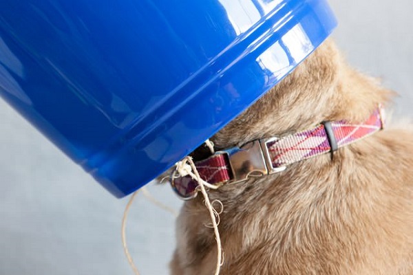 Fix The Bucket on Dog Head
