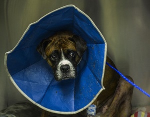 Flexible Cone Collars