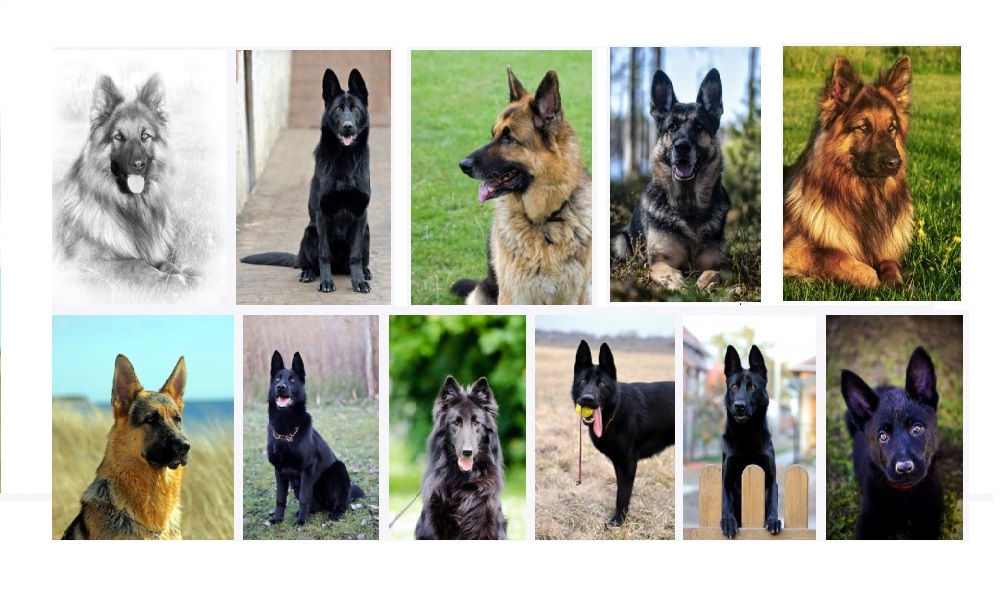 German Shepherd Dog Names Inspired by Colors