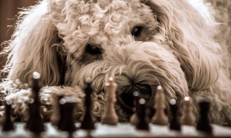 Goldendoodle Names that Enhances Your Dogs Personality