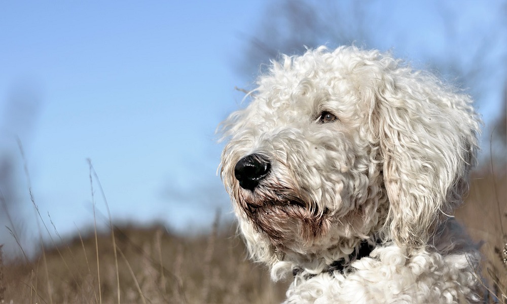 Goldendoodle Names Inspired by White