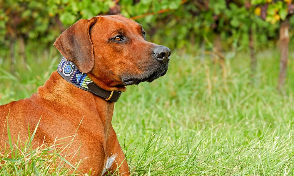 Measure Dog Collars