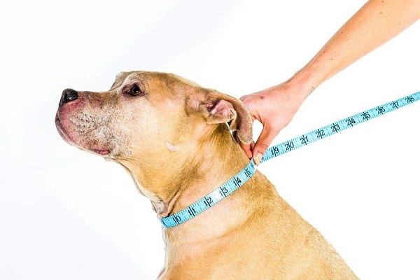 Measure Your Dog Neck