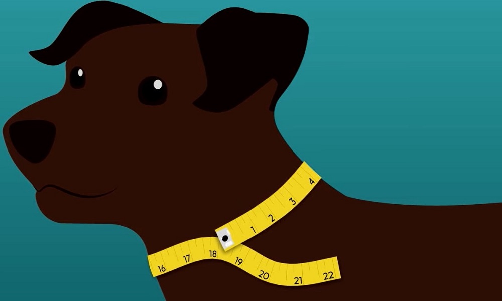 Measuring Your Pets Neck Size