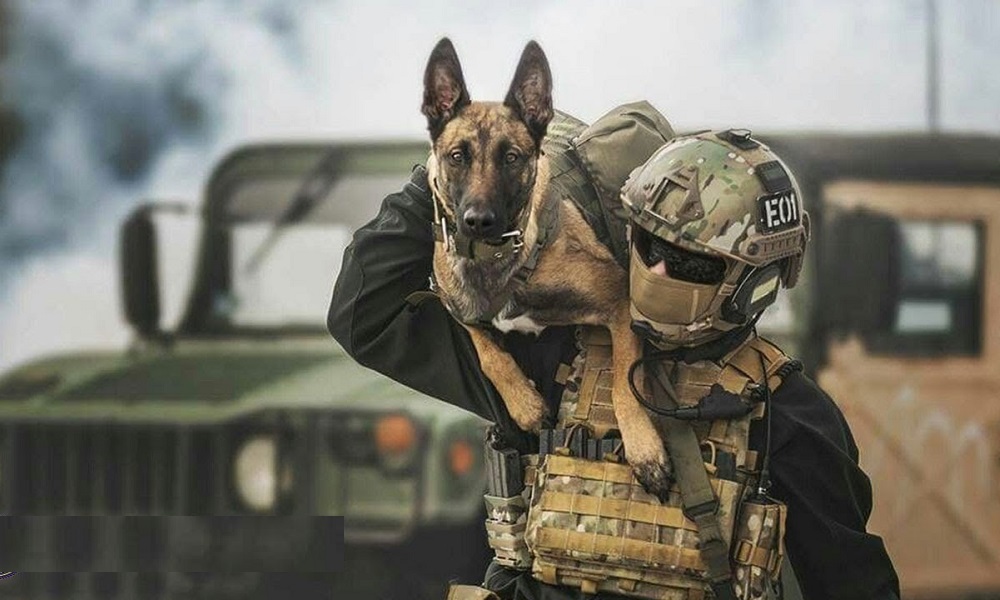 Military German Shepherd Dog Names