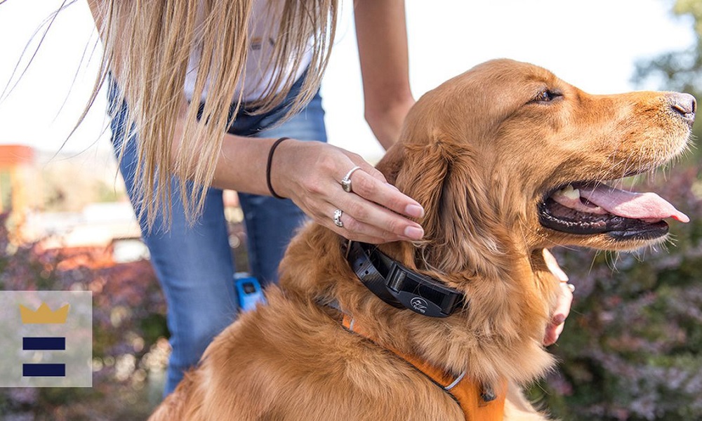 Place an E-collar on a Dog