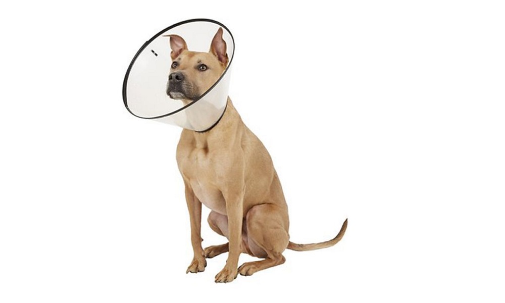 Put E-collar On a Dog