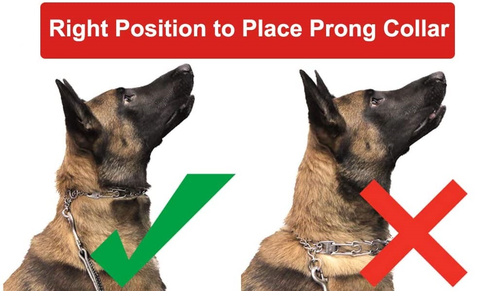 How Should You Place a Prong Collar on a Dog
