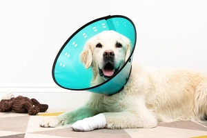 Rigid Cone Collars