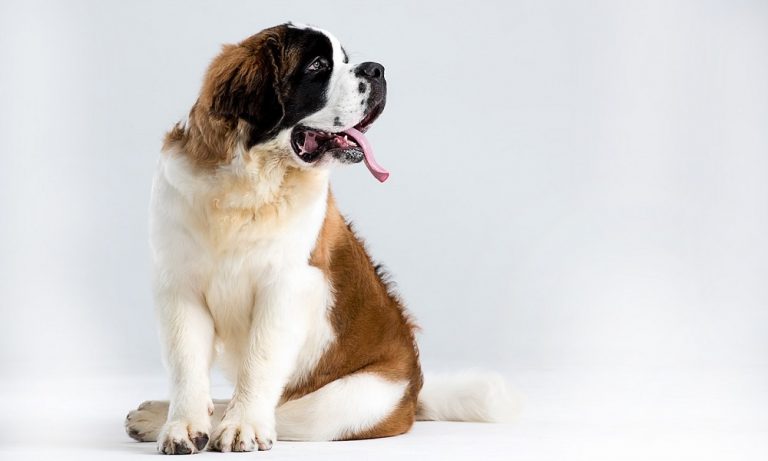 St. Bernard Names : Pick the Best Ideas with Meaning