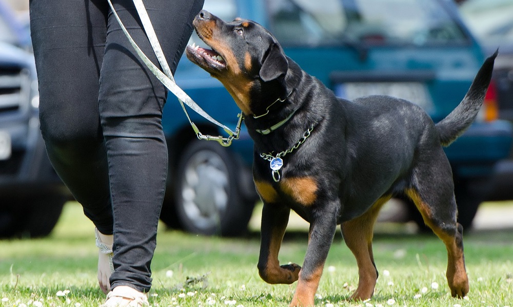 How to Train a Dog with a Shock Collar