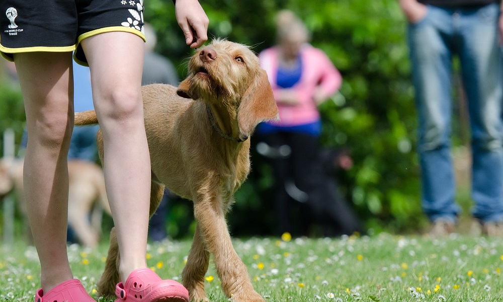 How to Use a Dog Training Collar