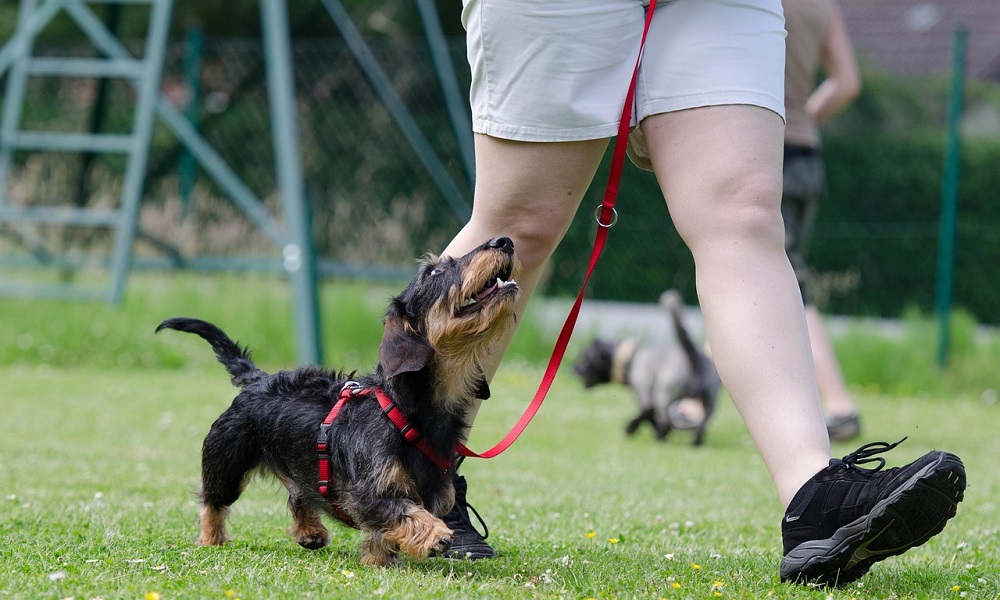 Why Should You Use a Dog Training Collar