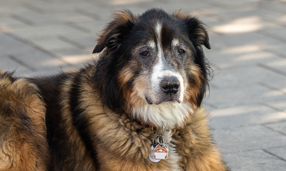 Attach Tags onto Dogs Collar