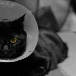 How to Make Cat Cone Collar