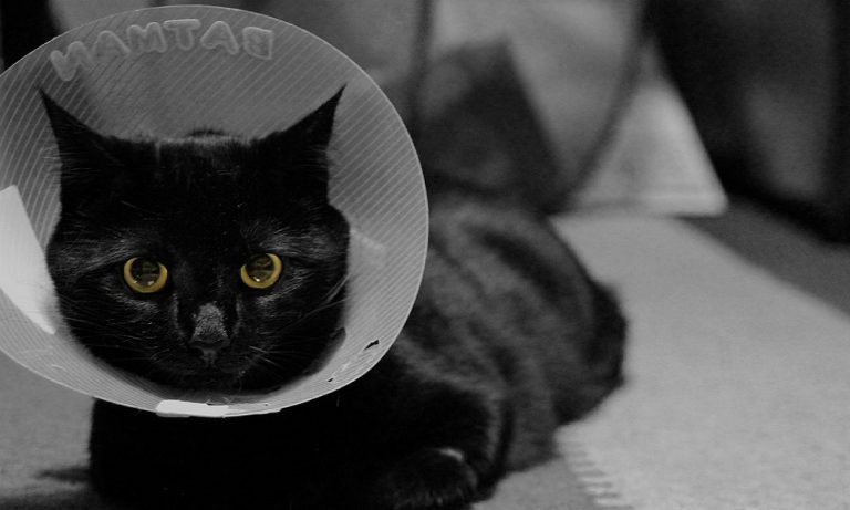How to Make Cat Cone Collar