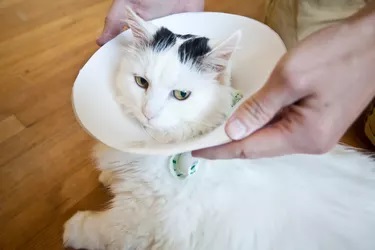 How To Make An E Collar For A Cat Pet Guide Reviews