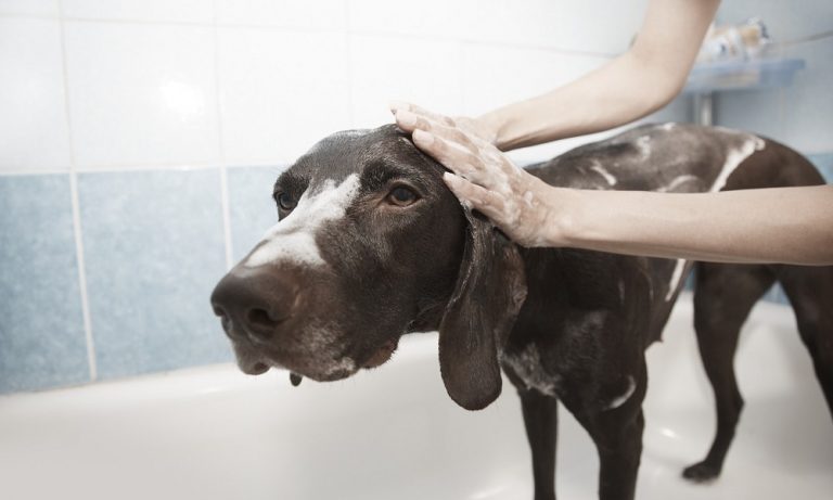 How to Clean Dog from Skunk Spray