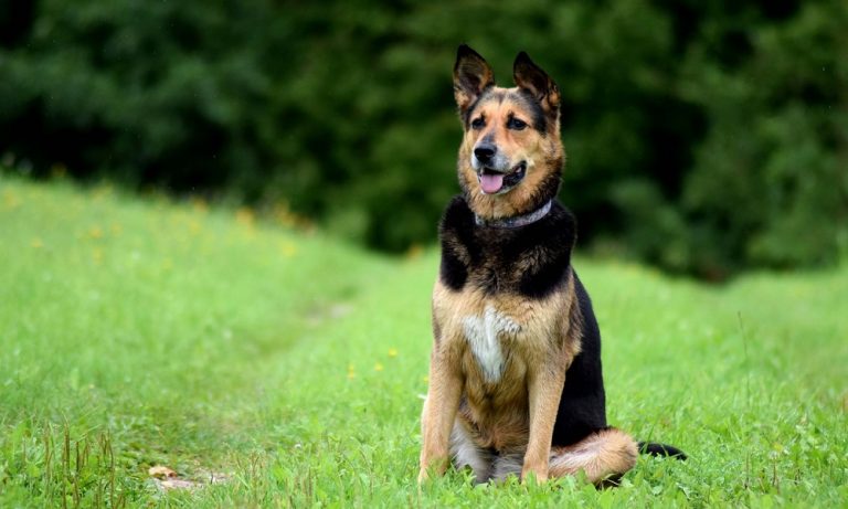 Country Dog Names – Distinctive Ideas for the Country Pups