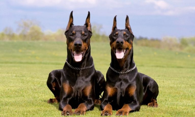 Doberman Names Considering their courage & excellence