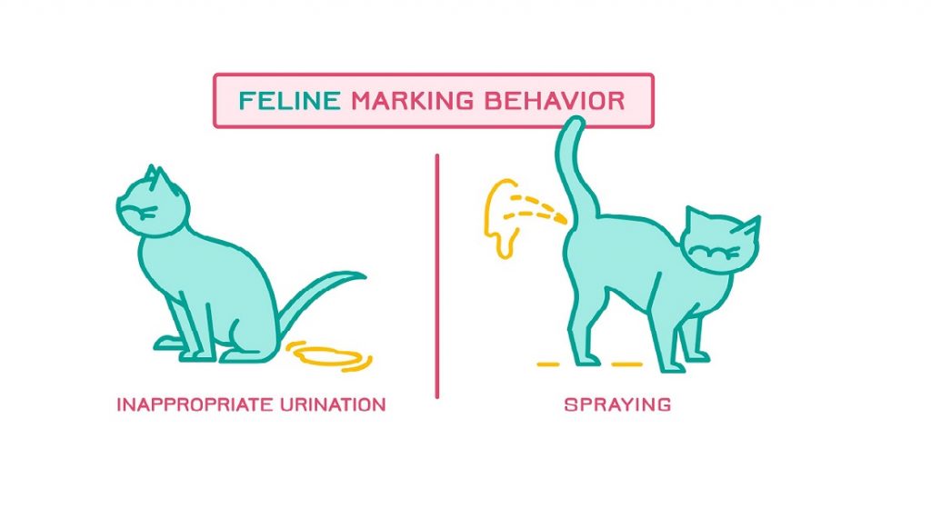 Why do Cats Spray and How to Stop? – Pet Guide Reviews