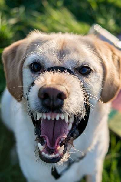 Effective Is a Pepper Spray on Dogs