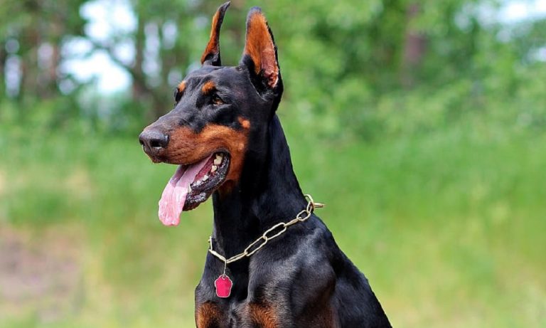 Doberman Names Considering their courage & excellence – Pet Guide Reviews