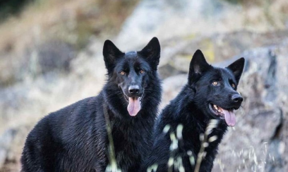 Mexican Dog Names Most Significant Ideas For Dog Lovers Pet Guide 