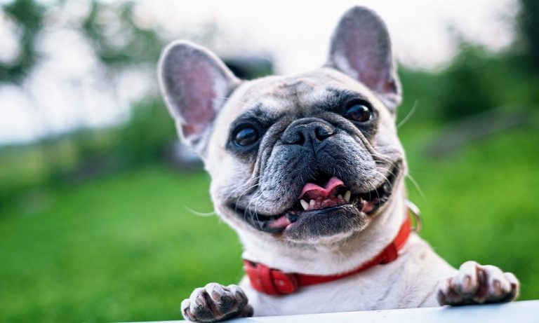 French Bulldog Names – Adorable, Popular, and Unique Ideas