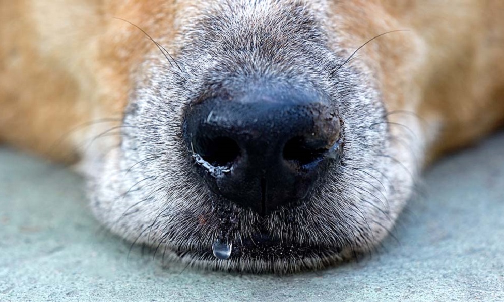 are nasal sprays safe for dogs