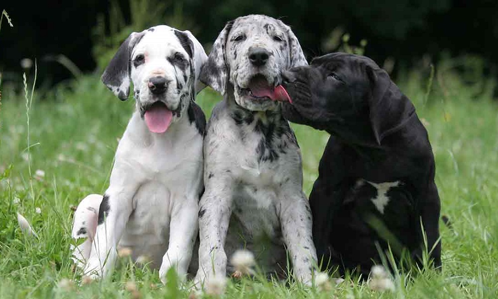 Great Dane Names from Color