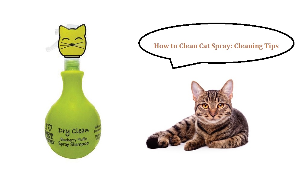 How to Clean Cat Spray