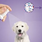 how to make dog deodorant spray